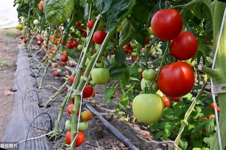 西红柿的种植管理如何浇水施肥