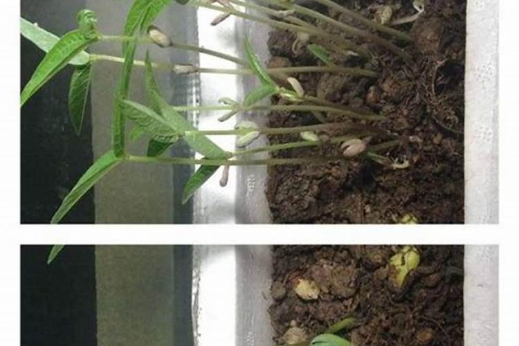 四季豆发芽多久后施肥