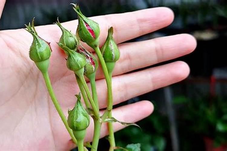 月季开花的时候能喷叶面肥吗