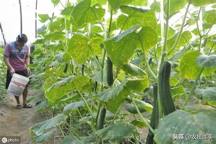 冬季大棚蔬菜如何预防肥害