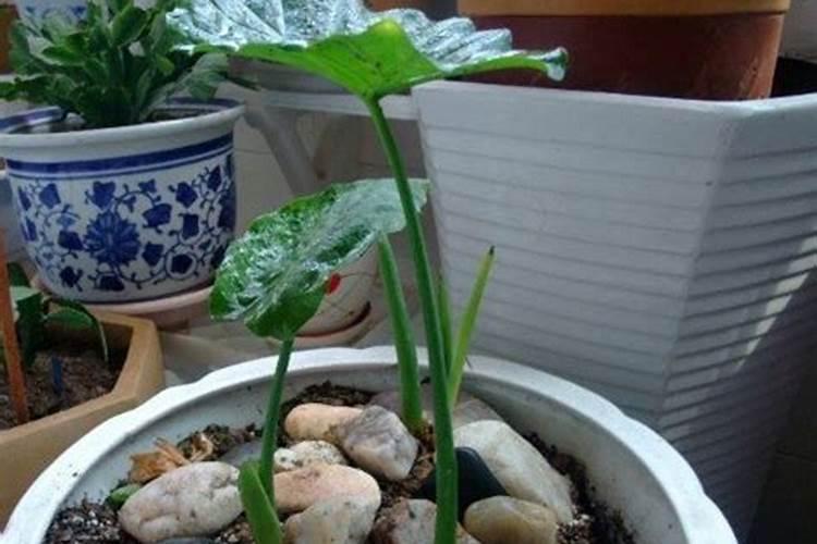 滴水观音浇什么肥料合适