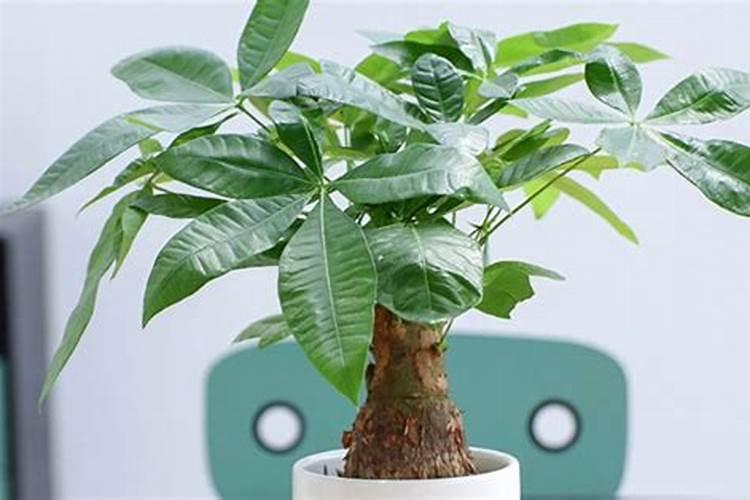 发财树多久施一次肥 施什么肥最好