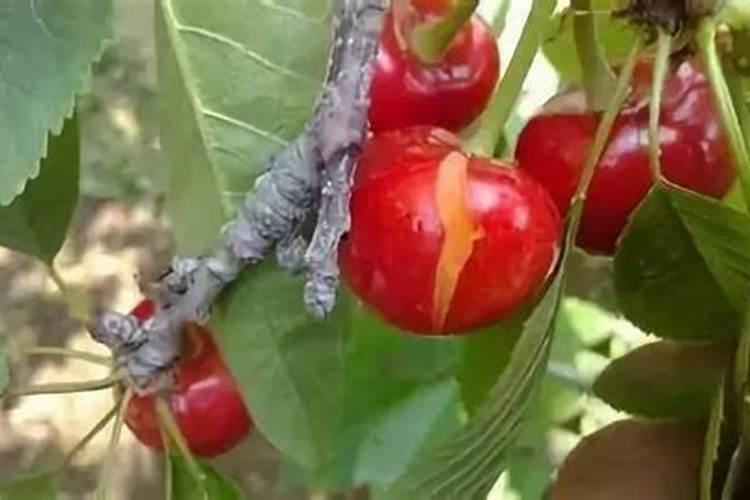 桔子开裂是怎么回事,如何补救