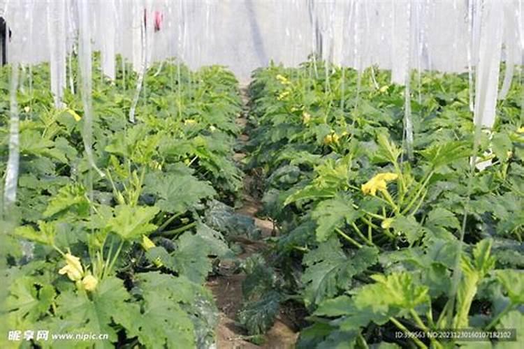 西葫芦用什么肥能高产？西葫芦喷什么叶面肥好？