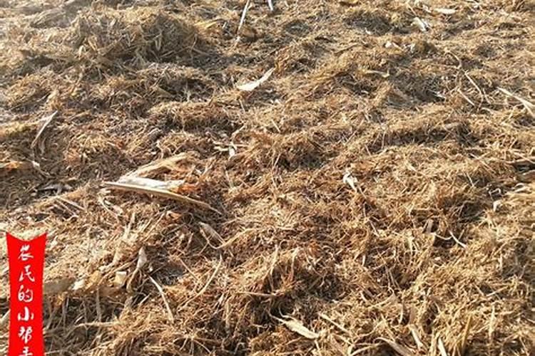 豆茬玉米茬秸秆还田是发酵成钾肥了吗？