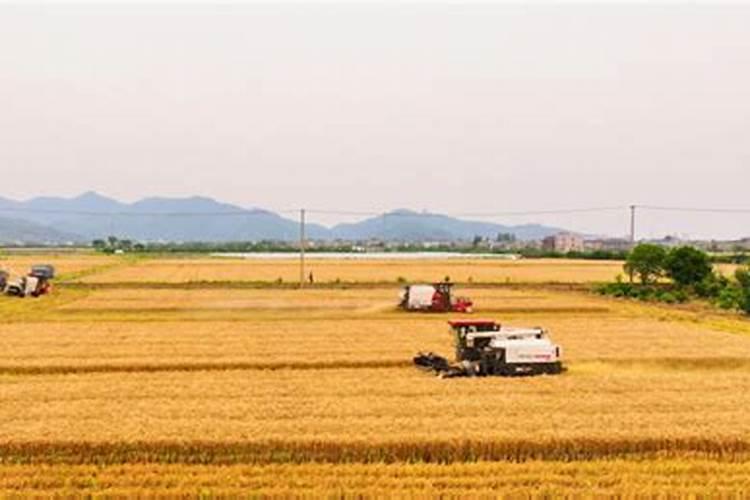 三农股票有哪些龙头股？