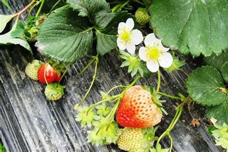 草莓施什么肥料果大