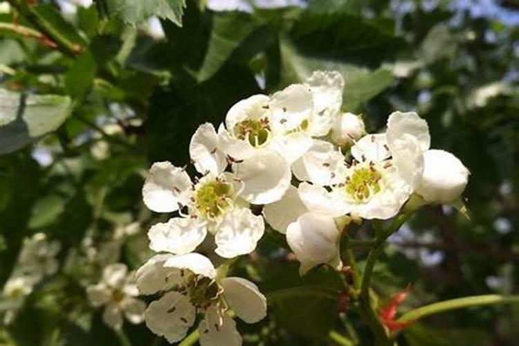 山楂开花了施什么吧