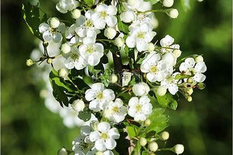 山楂树施什么肥