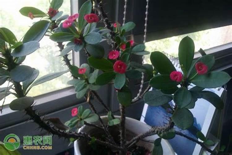 花卉可以施尿素吗