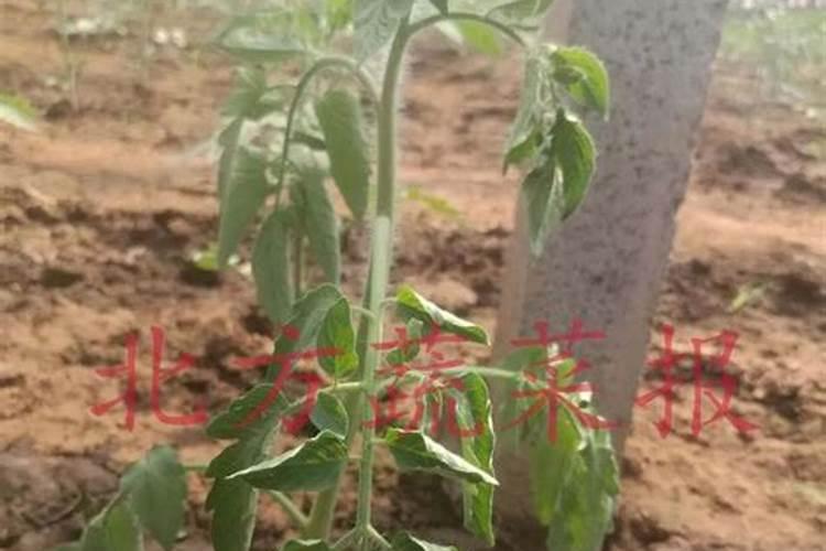 番茄苗长的弱小用什么肥料