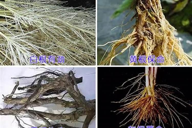 甜瓜抗重茬用什么肥？甜瓜软腐烂根怎么用肥？甜瓜烂根病用哪个肥？