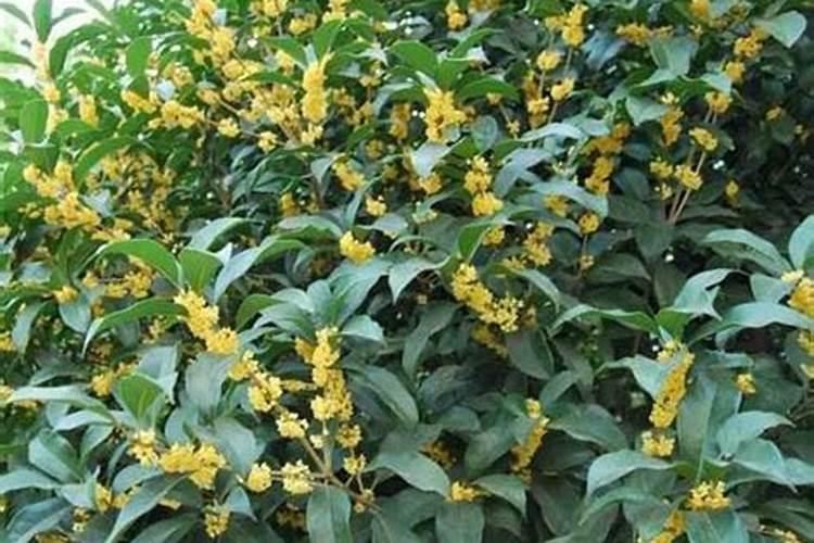 桂花树枝叶少用什么叶面肥能让枝叶茂盛