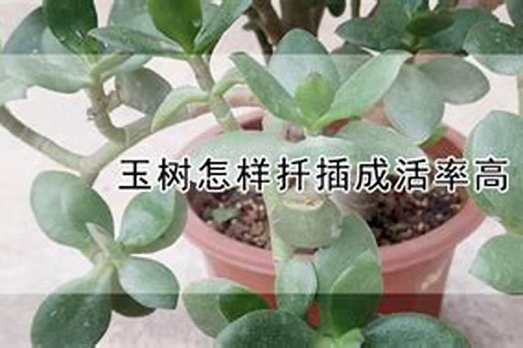 玉树开花的方法和注意事项介绍 玉树开花的方法和注意事项