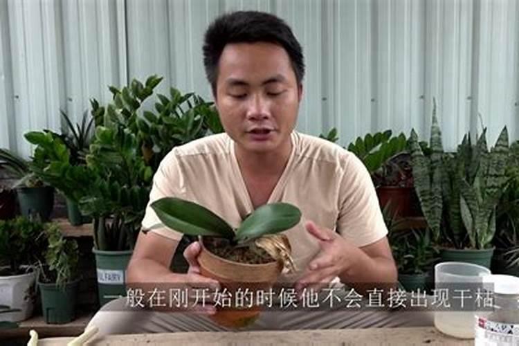 蝴蝶兰用什么肥好呢,我有磷酸二氢钾兑水可以吗