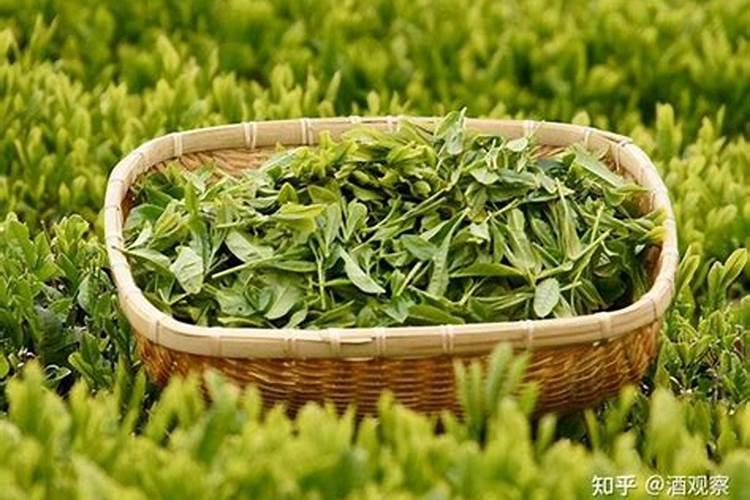 茶树施尿素还是复合肥