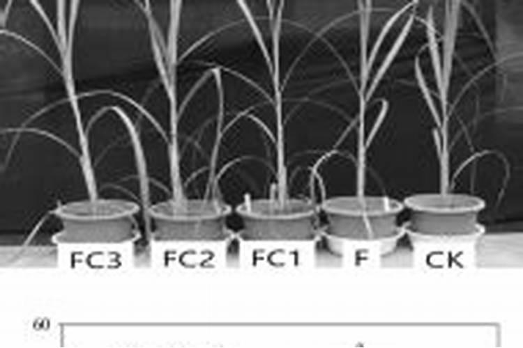 糖蜜直接兑水冲施会烧根吗