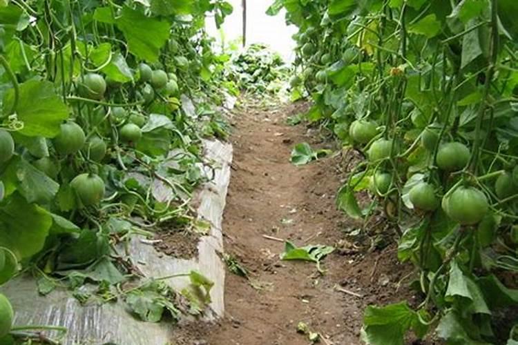 甜瓜底肥施什么肥好