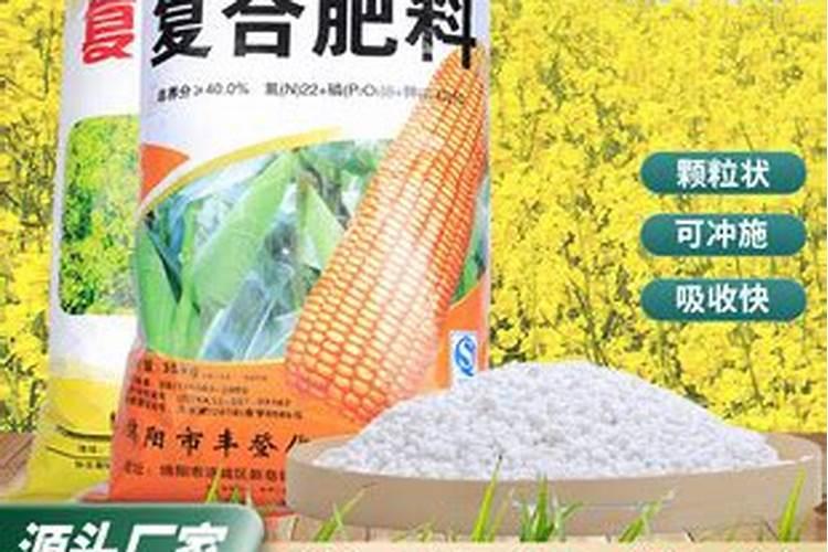 鸿运当头花价格 多少钱一盆