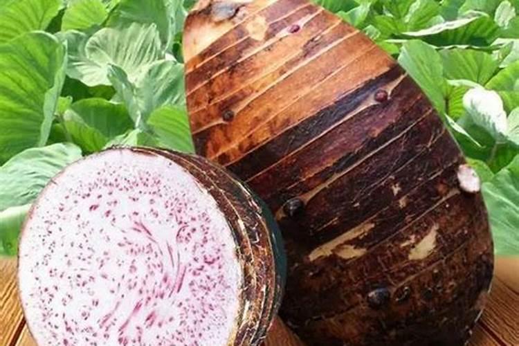 荔浦芋头栽培方法