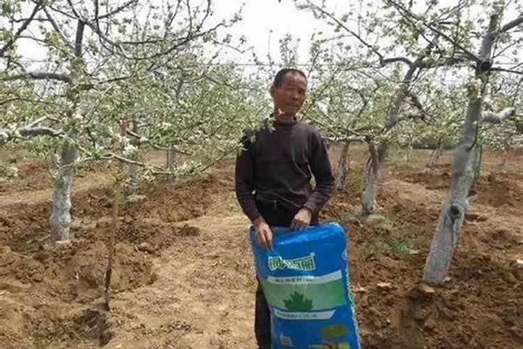 桃子增大用什么叶面肥