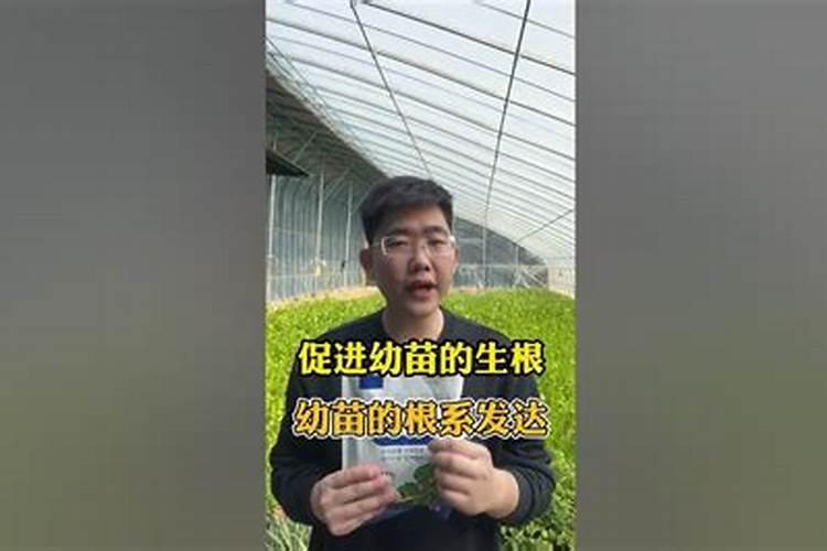 硼肥可以灌根吗？