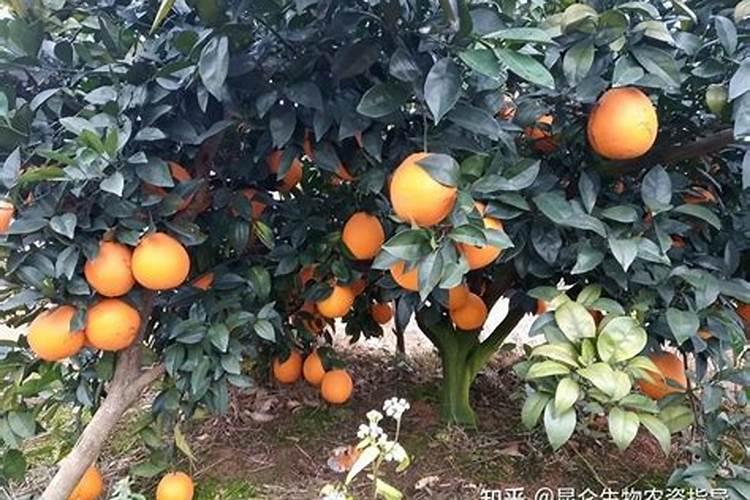 脐橙膨大果实能喷施叶面肥吗？