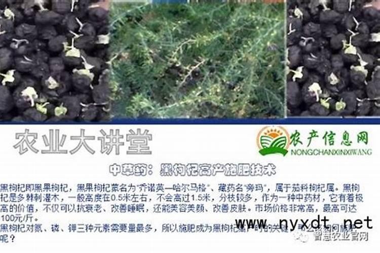 野生枸杞和一般枸杞有什么不同 野生枸杞有什么作用