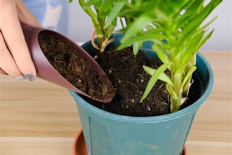 百合施什么肥最好