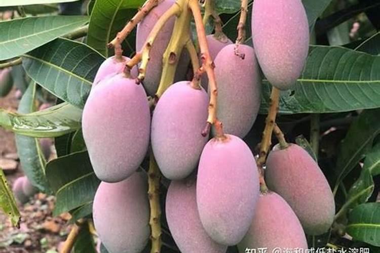 果树芒果用什么叶面肥？芒果怎样让果实快速膨大？芒果膨果防裂着色用调色...