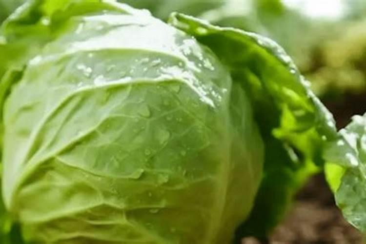 包菜快速包心的方法