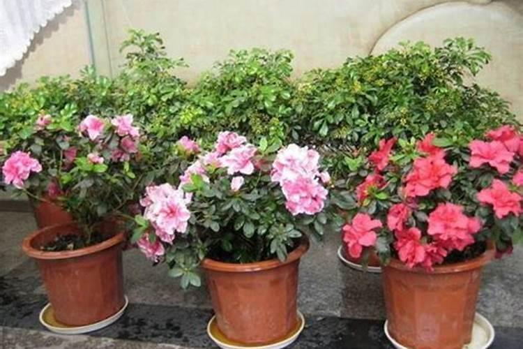 夏季如何给杜鹃花施肥