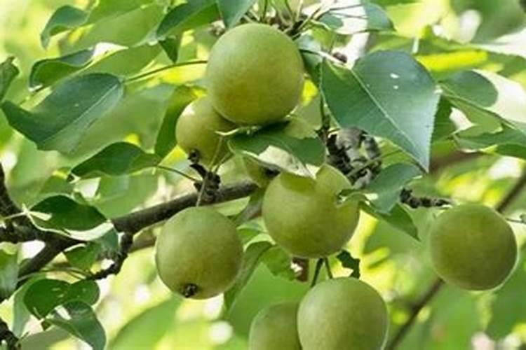 梨树现在上什么肥料见效快