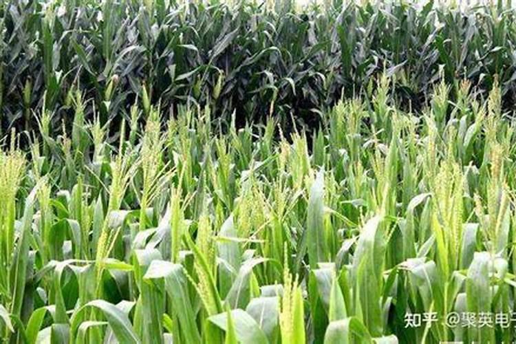 玉米灌浆期水肥管理