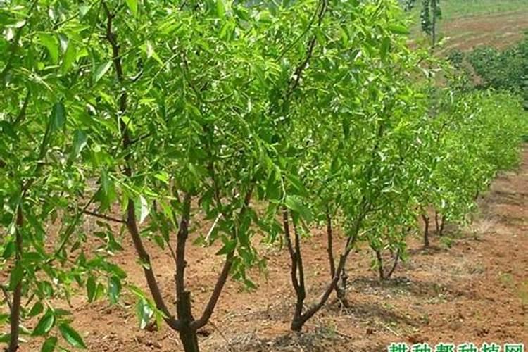 罗汉松施肥,用什么肥料？？