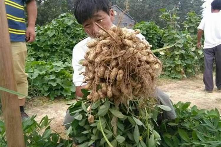 花生茬可以种土豆吗