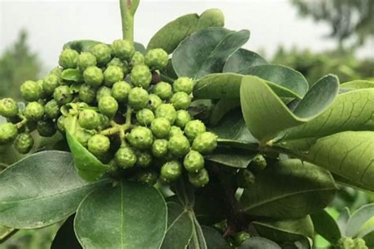 花椒用什么肥好？这篇文章告诉你!