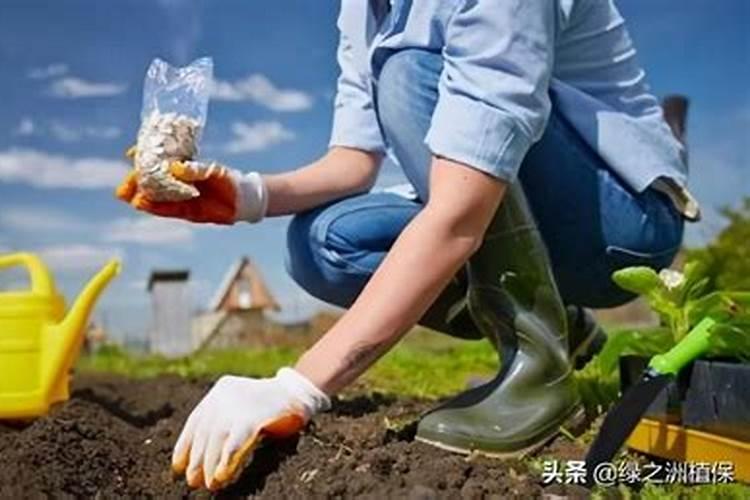 尿素是有机肥还是无机肥为什么 搞清楚了就能养好花