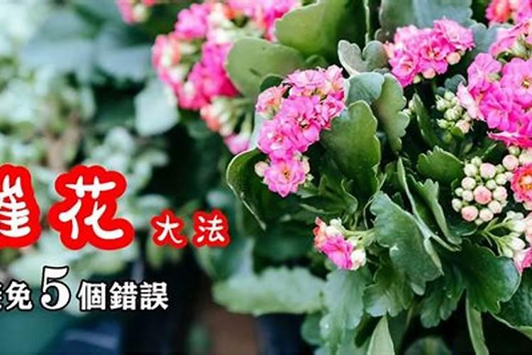 长寿花施什么肥开花多