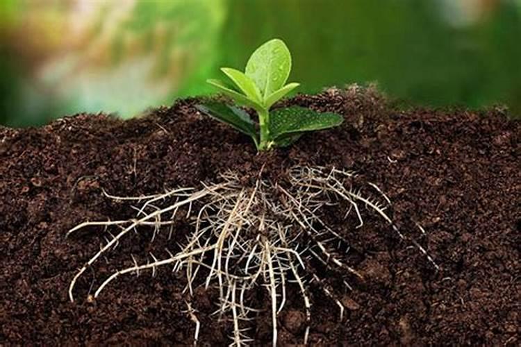 目前植物养根的主要药物和肥料有哪些？