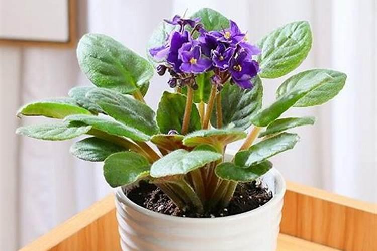 盆栽植物怎么养根 应注意什么