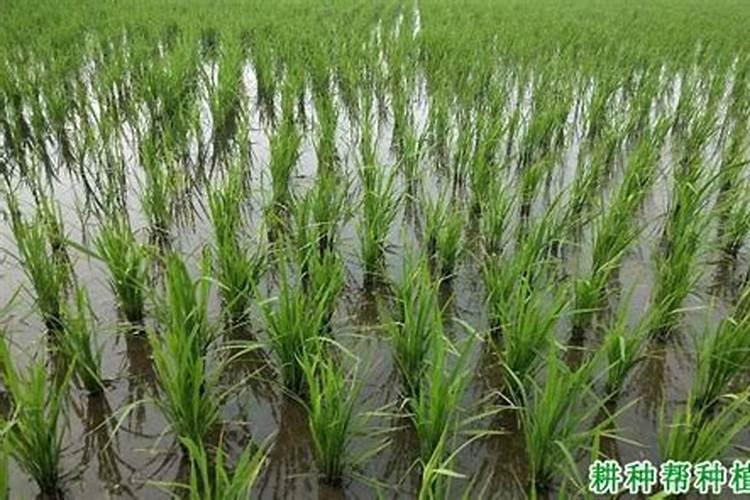 水稻田氯化钾什么时间施