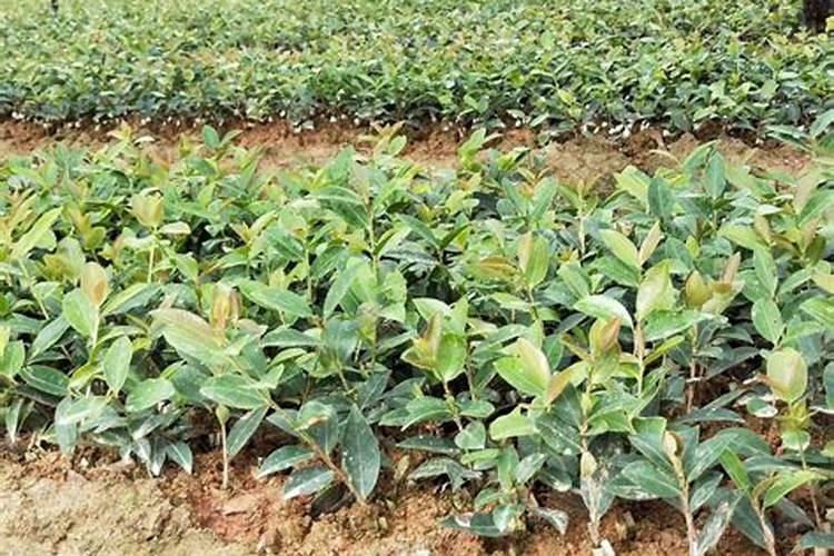 油茶树一年施几次肥料