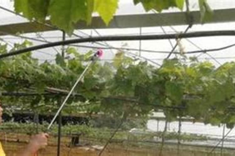 西瓜黄瓜硼肥加了杀虫的过了,咋救？