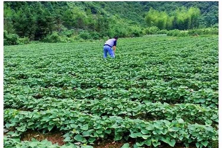 红薯后期冲硫酸钾一亩地需要多少斤