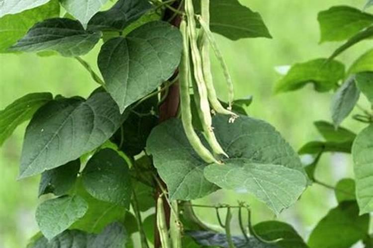 茄子用什么叶面肥好？茄子早期叶面喷什么好？茄子叶面肥喷施昆仑风