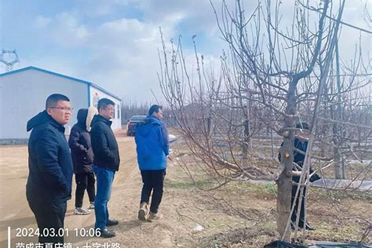 桃树种植全年施肥注意事项？桃树怎么施肥有助于高产？