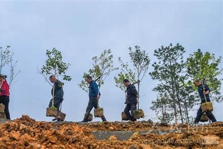 桃树怎样管理桃子不会软