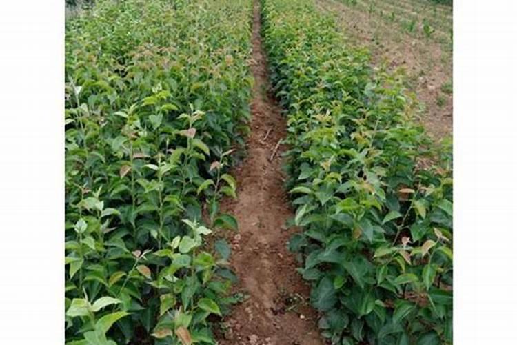 桃树苗种植步骤 桃树怎么施肥好