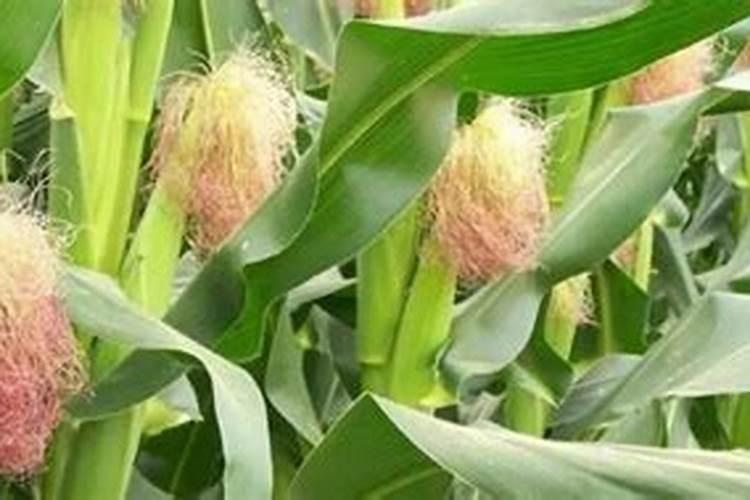 氮肥磷肥钾肥的作用记忆口诀